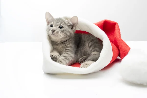 Gatinho de chapéu de Papai Noel Imagens De Bancos De Imagens