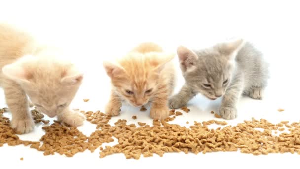 Gato comiendo comida seca para gatos — Vídeos de Stock