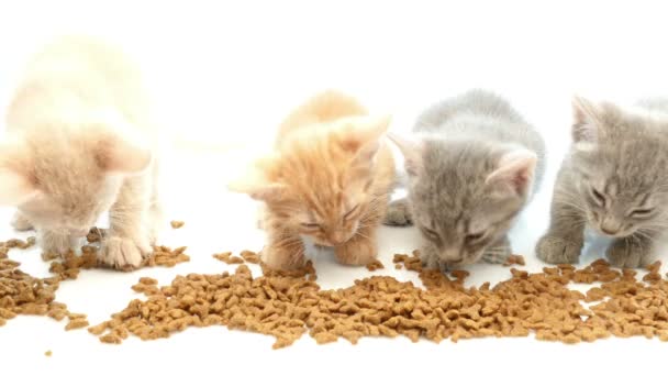 Gato comiendo comida seca para gatos — Vídeos de Stock