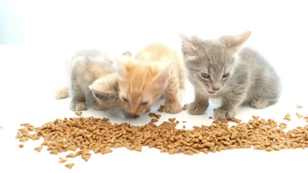 Gato comiendo comida seca para gatos — Vídeos de Stock