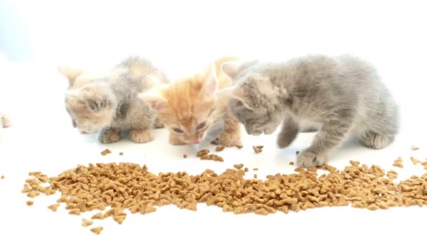 Gato comiendo comida seca para gatos — Vídeos de Stock