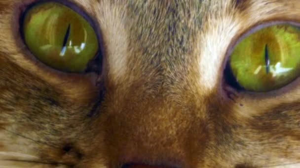 Kedi yakın çekim portre — Stok video