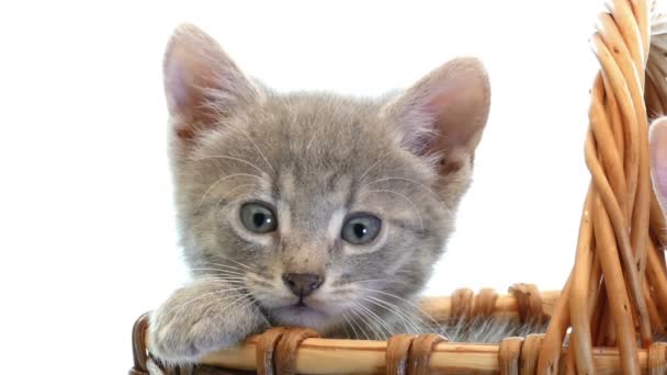 Petits chatons dans un panier — Video