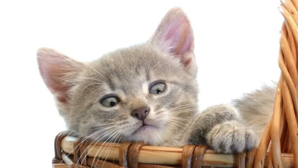 Małe kociaki w kosz — Wideo stockowe