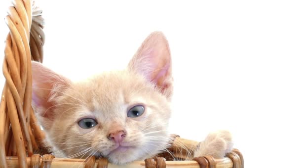 Kleine katjes in een mand — Stockvideo