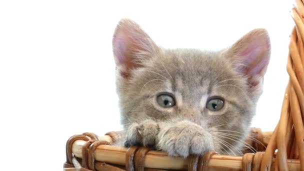 Μικρό γατάκια σε ένα καλάθι — Αρχείο Βίντεο