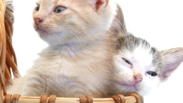 Malá koťata v košíku — Stock video