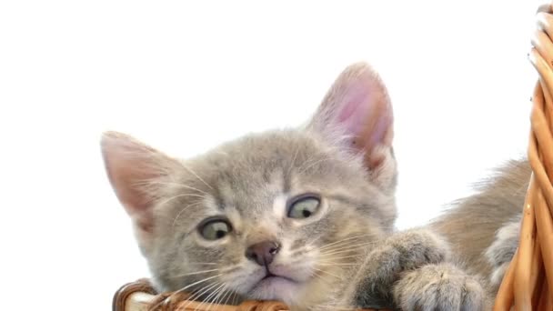 Sepet içinde küçük yavru kedi — Stok video