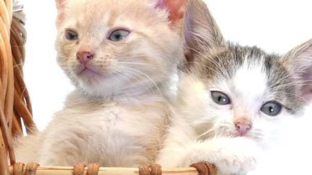 Gatinhos pequenos em uma cesta — Vídeo de Stock