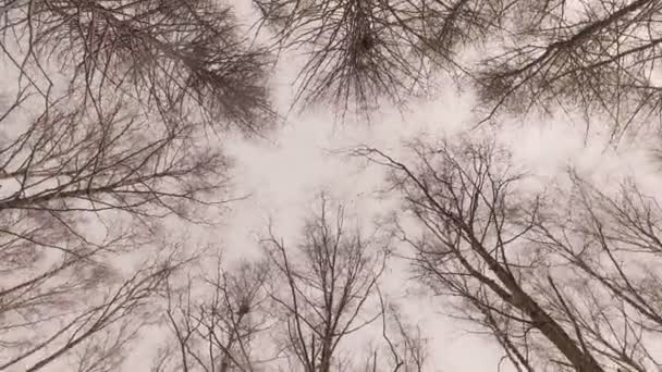 Tops de árboles en el bosque de invierno. Los pinos altos se extienden hasta el cielo . — Vídeos de Stock