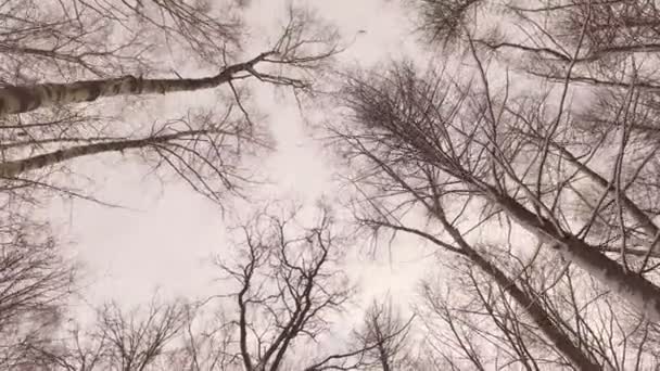 Tops of  trees in  winter forest. Tall pine trees stretch to  sky. — Stock Video