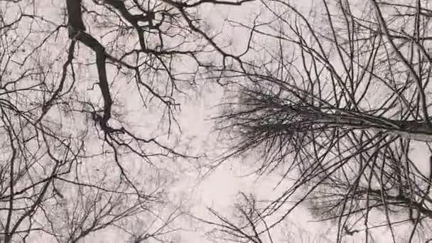 Tops of  trees in  winter forest. Tall pine trees stretch to  sky. — Stock Video