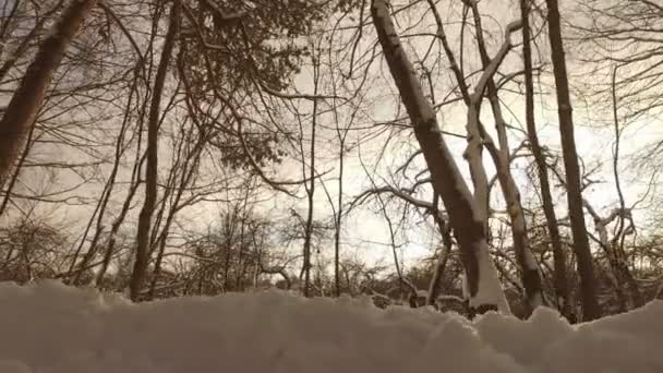 Verschneiter Winterpark — Stockvideo