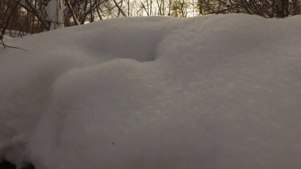 Parque de invierno nevado — Vídeo de stock