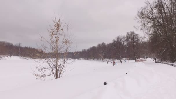 Parque de invierno nevado — Vídeos de Stock