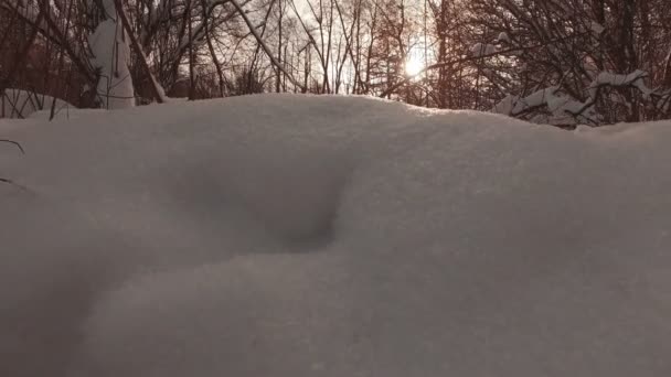 Snöig vinter park — Stockvideo