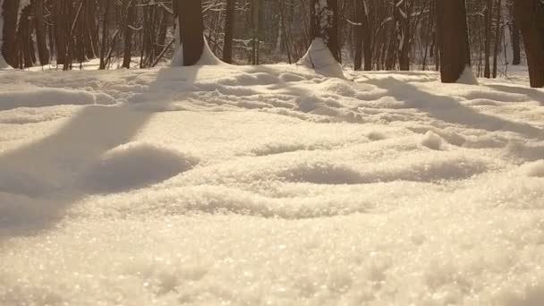 Snowy winter park — Stock Video