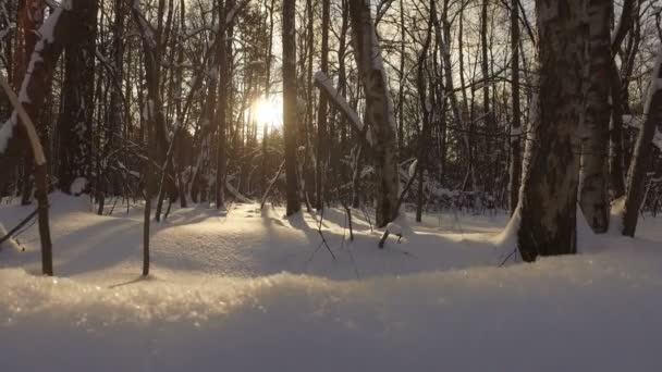 Besneeuwde winter park — Stockvideo