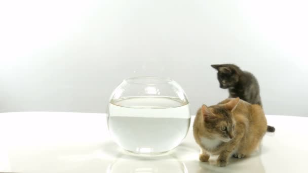 Chaton et poisson rouge — Video