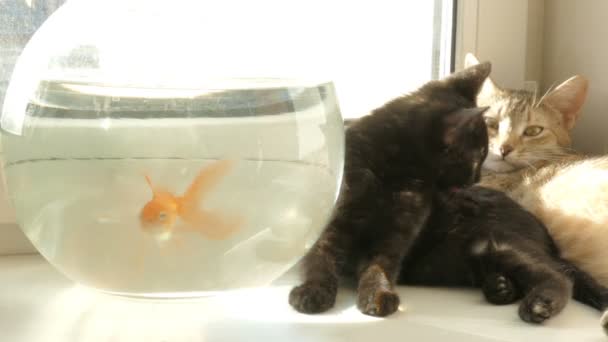 Hauskatze und Goldfisch — Stockvideo