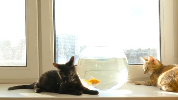 Home cat and a gold fish — Stock Video