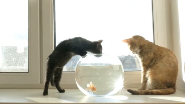 家猫と金魚 — ストック動画