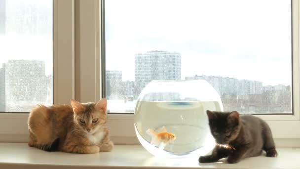 Hauskatze und Goldfisch — Stockvideo