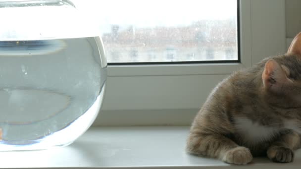 Домашній кіт і золота риба — стокове відео
