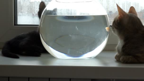 Ev kedisi ve altın balık. — Stok video