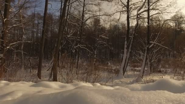 Parque de invierno nevado — Vídeo de stock