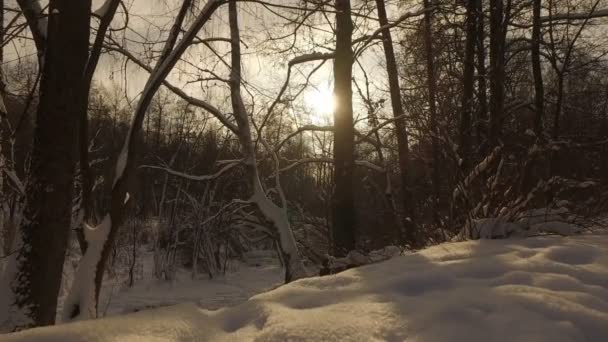 Parque de invierno nevado — Vídeos de Stock