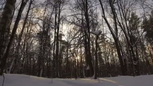 Snöig vinter park — Stockvideo