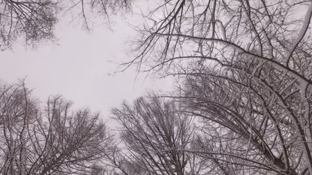 Parque de inverno nevado — Vídeo de Stock