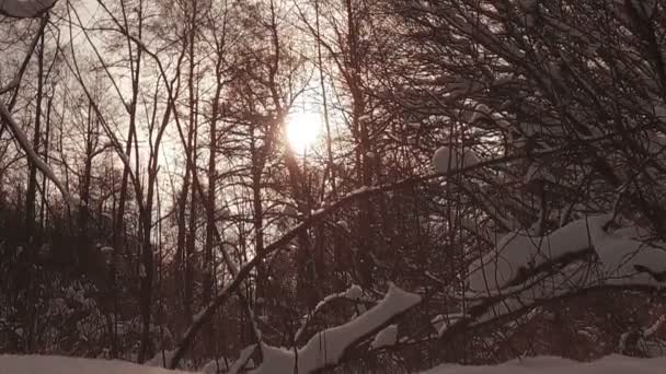 눈 덮인 겨울 공원 — 비디오