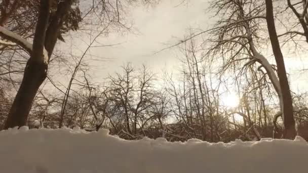 Snöig vinter park — Stockvideo