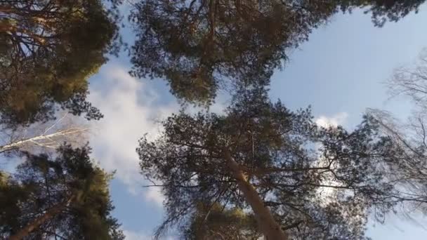 Vrcholky stromů v lese. Bassi roztáhnout do nebe. — Stock video