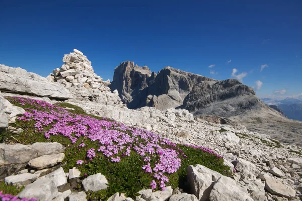 Flores Rosadas Silvestres Pale San Martino Durante Día Verano Del — Foto de Stock