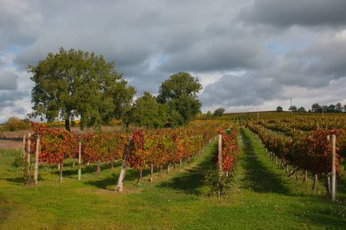 Montefalco 'nun sonbahar mevsiminde Sagrantino üzüm bağlarının manzarası, Umbria, İtalya