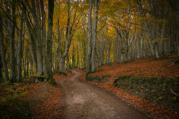 Typiskt Italienskt Höstlandskap Med Gångväg Skogen — Stockfoto