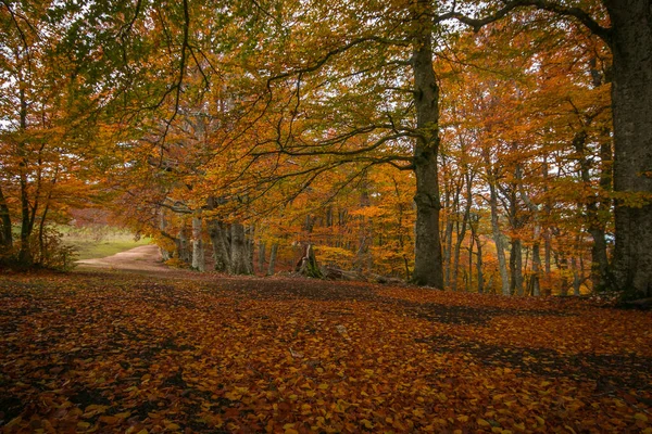 Panoramautsikt Över Höstens Bokskog Den Italienska Parken — Stockfoto