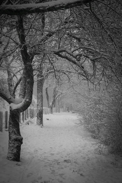 Uitzicht Met Bomen Omzoomde Laan Met Sneeuw Buurt Van Het — Stockfoto