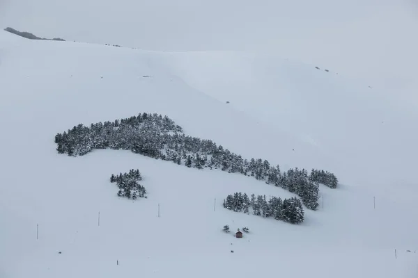 Italien Form Gjord Gran Träd Täckta Snö Pian Grande Castelluccio — Stockfoto