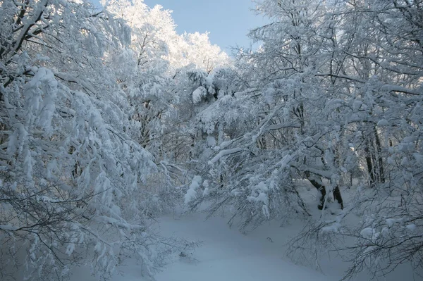 Blick Auf Den Schneebedeckten Buchenwald Einem Wintertag Januar Park Des — Stockfoto