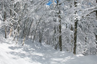 Monte Pettino kayın ormanındaki yol karla kaplı.