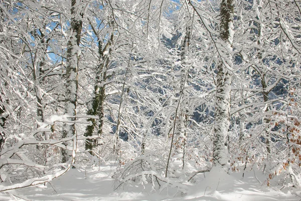 Wunderschöner Wald Mit Schnee Der Wintersaison — Stockfoto