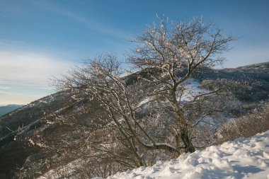 Ocak ayının kış günü Monte Cucco 'daki bölge parkında dondurulmuş ağaç