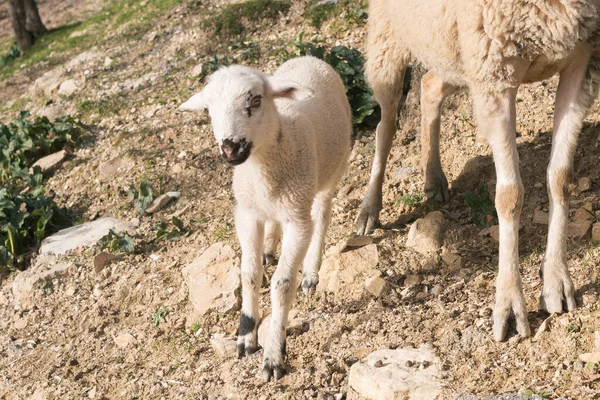 Portrait Cute Lamb Her Mom Field — Stock Photo, Image