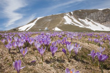 İtalya, Abruzzo, Gran Sasso 'da çiçek açan çarmıhın panoramik manzarası