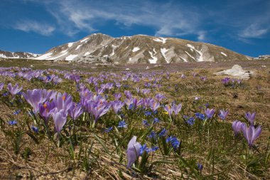 Abruzzo 'daki Gran Sasso ve Monti della Laga Milli Parkı' nın bahar manzarası.