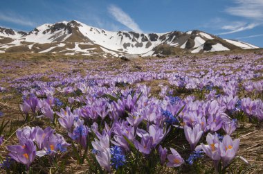 İtalya 'nın Abruzzo kentindeki İtalyan dağlarında mor vernusun sihirli çiçekleri.